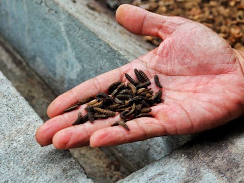 Karusotju Zero Waste Production Bali Maggot Clean
